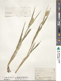 Phalaris canariensis image