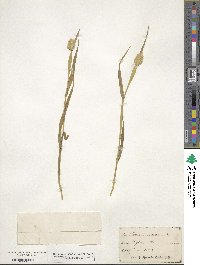 Phalaris canariensis image