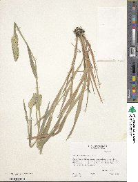 Phalaris caroliniana image