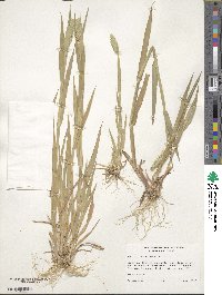 Phalaris caroliniana image