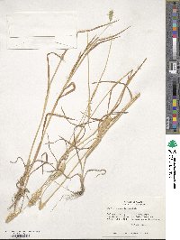 Phalaris caroliniana image