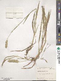 Phalaris caroliniana image