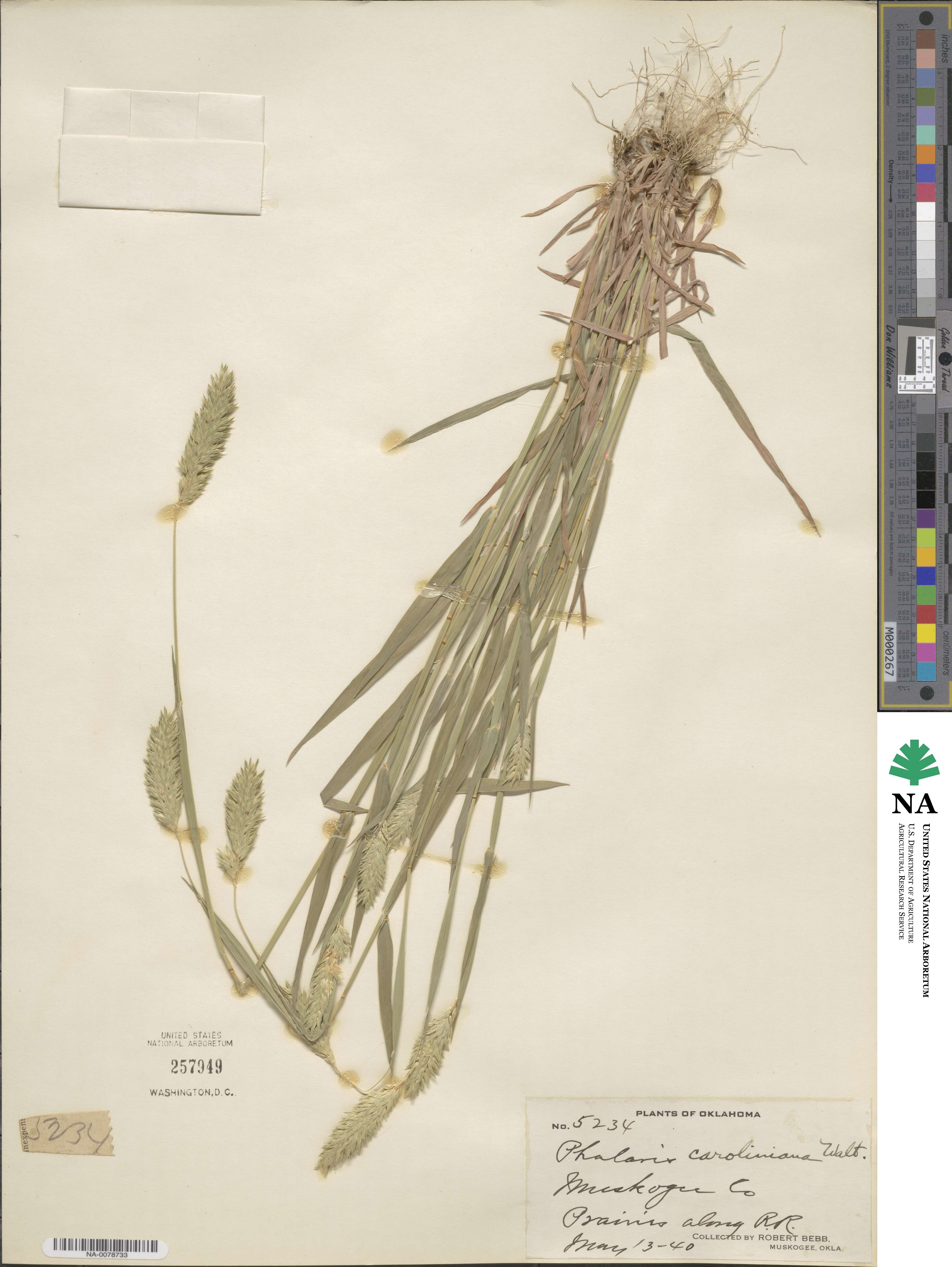 Phalaris caroliniana image