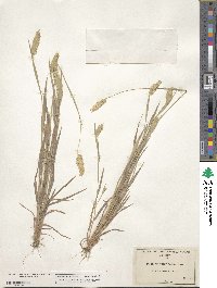 Phalaris caroliniana image