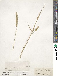 Phalaris caroliniana image