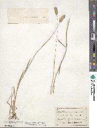 Phalaris caroliniana image