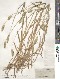 Phalaris caroliniana image