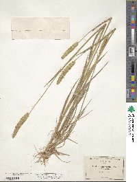 Phalaris caroliniana image