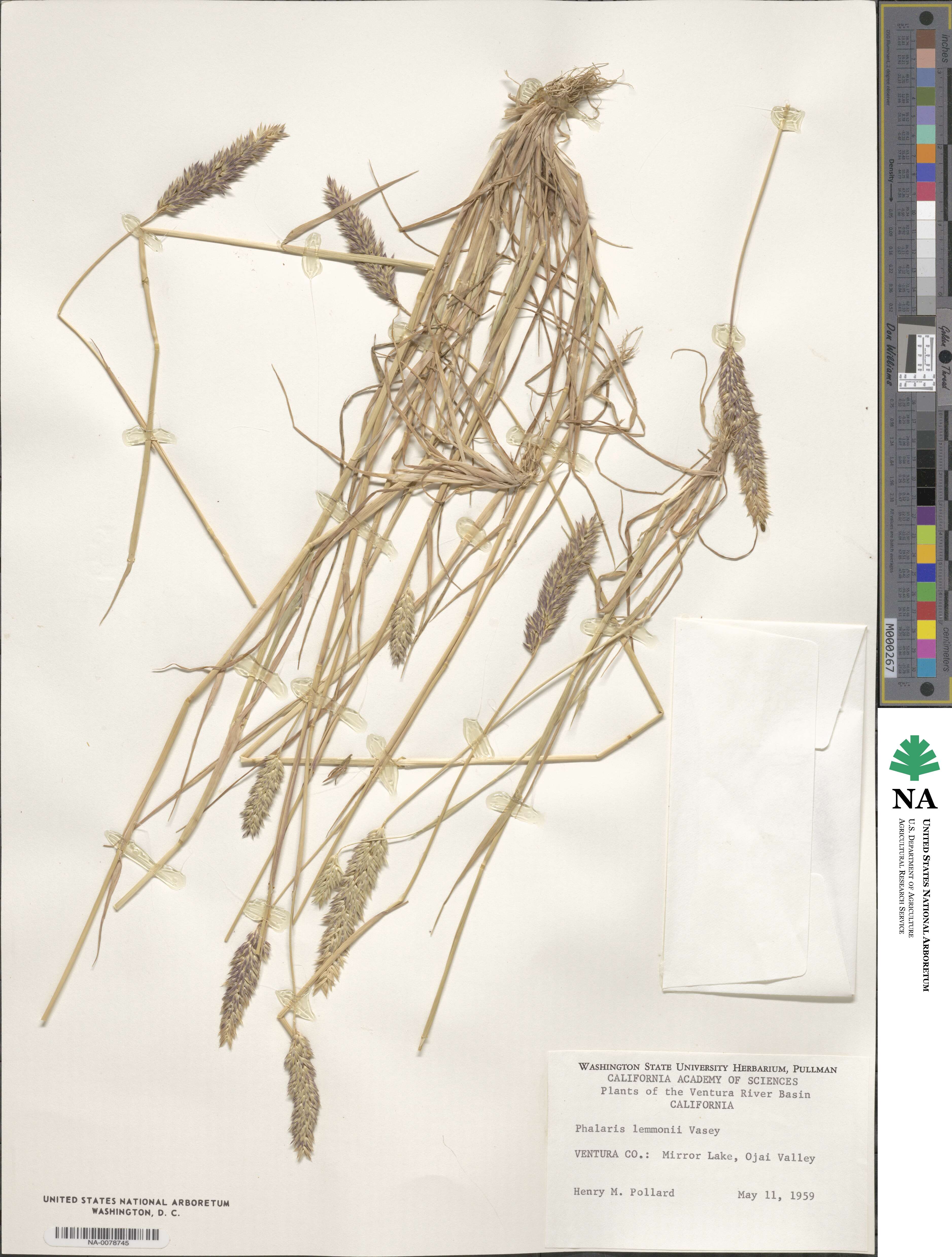 Phalaris lemmonii image