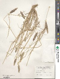 Phalaris lemmonii image