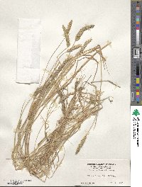 Phalaris lemmonii image