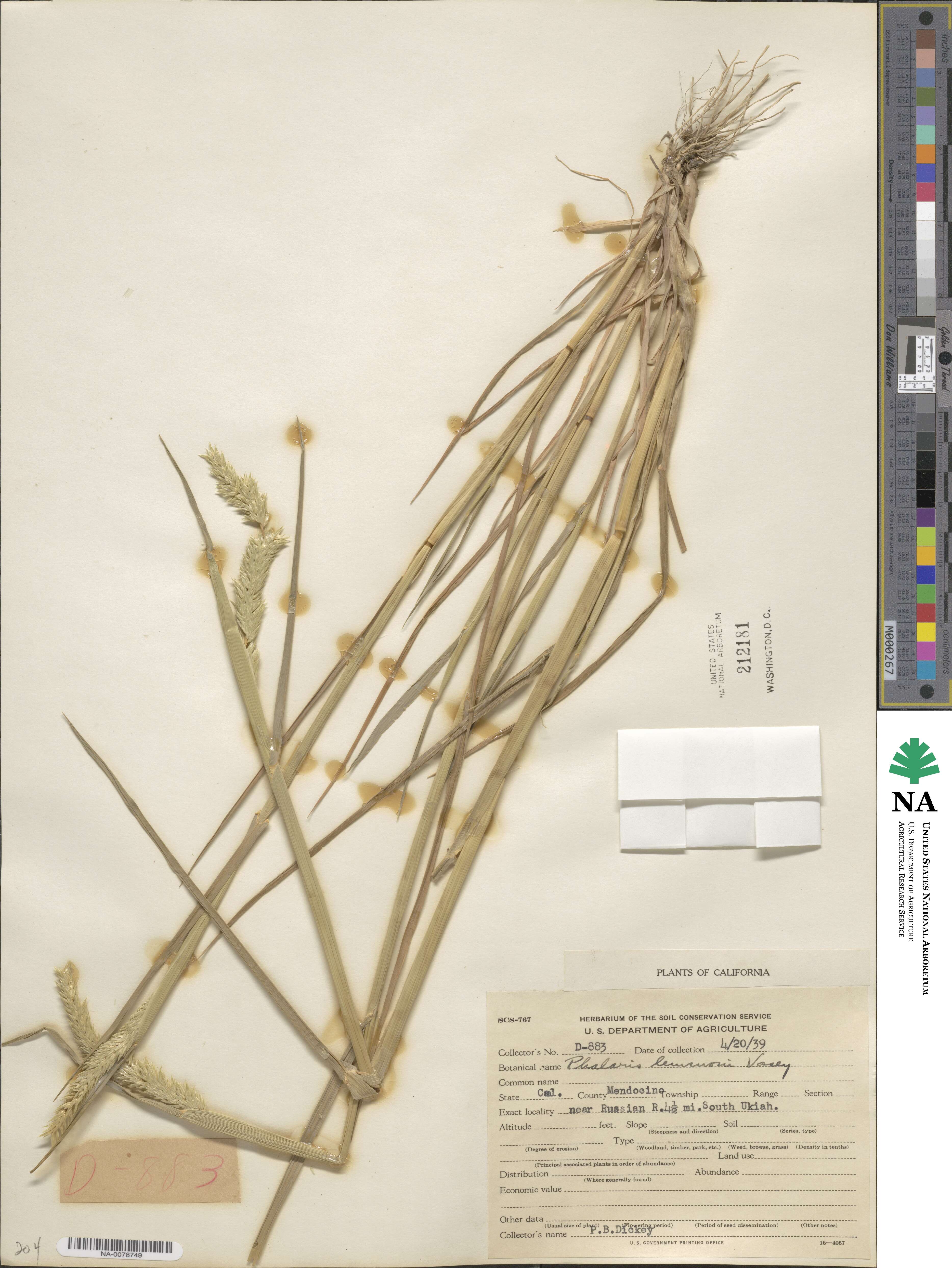 Phalaris lemmonii image