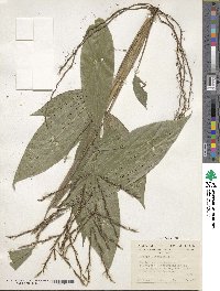 Pharus latifolius image