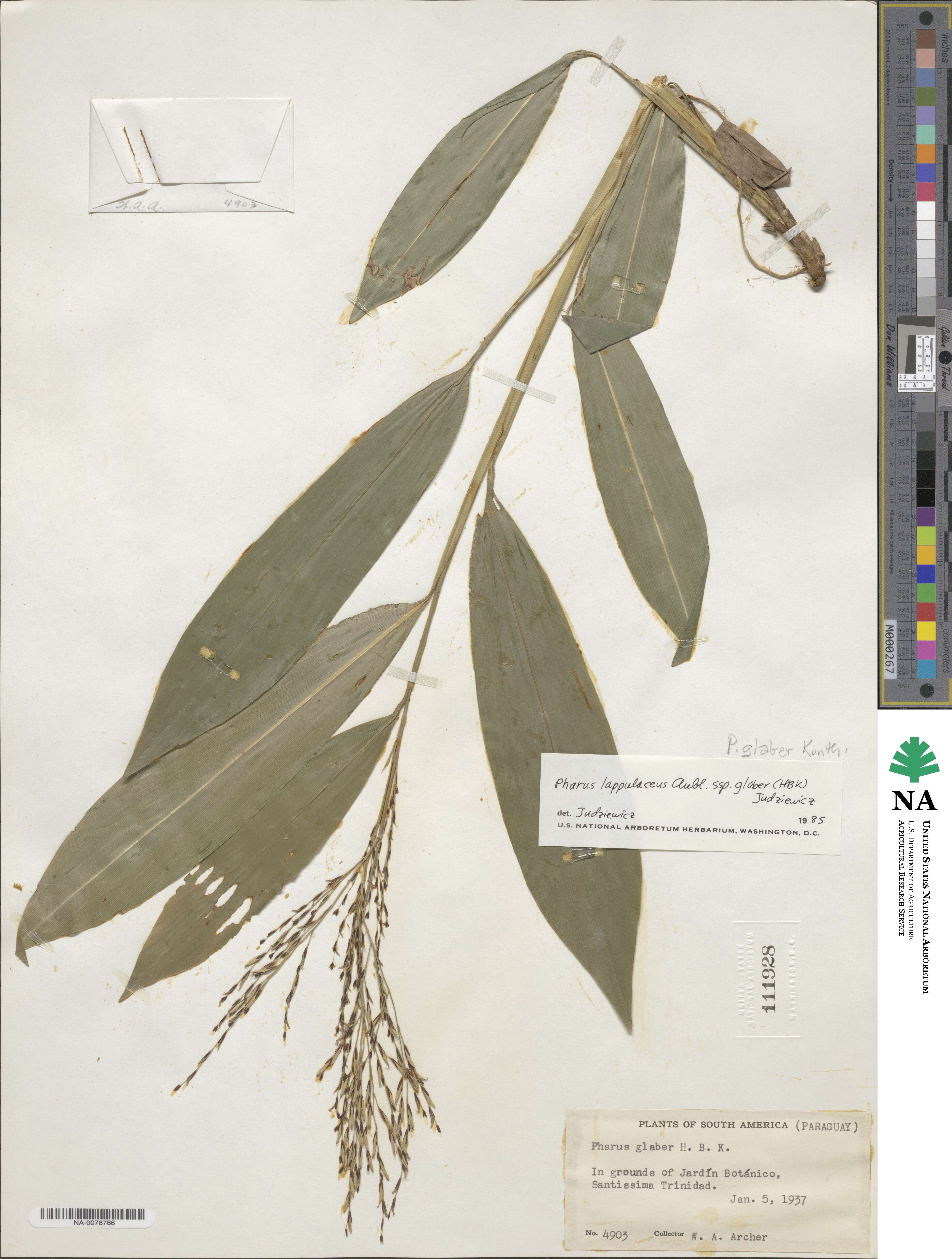 Pharus lappulaceus image