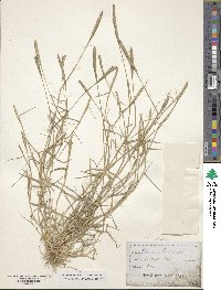 Image of Phleum phleoides