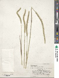 Phleum pratense image