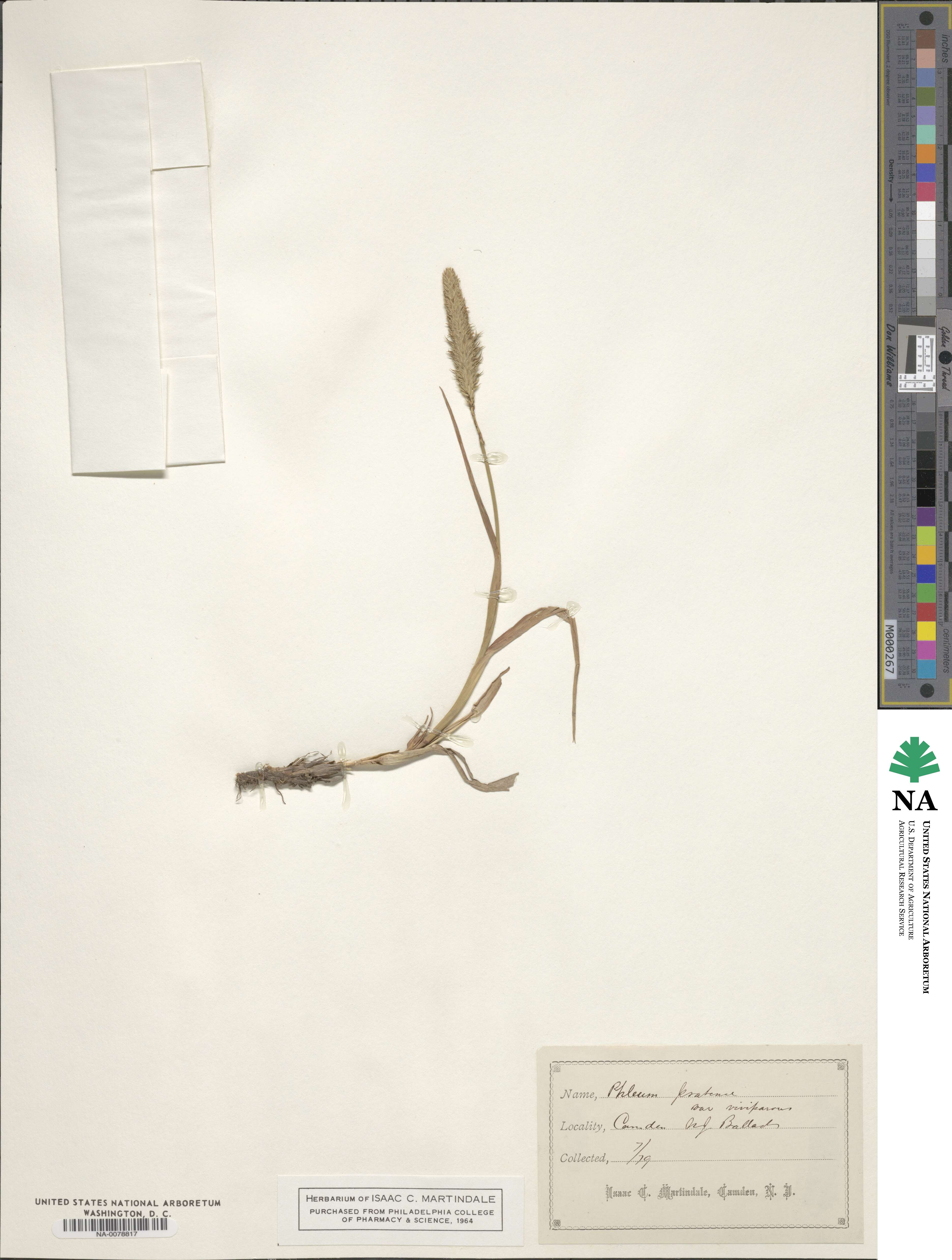 Phleum pratense image