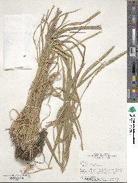 Phleum pratense image