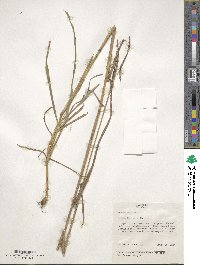 Phleum pratense image