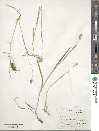 Phleum alpinum image