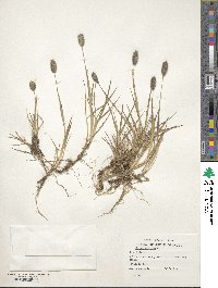 Phleum alpinum image