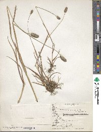 Phleum alpinum image