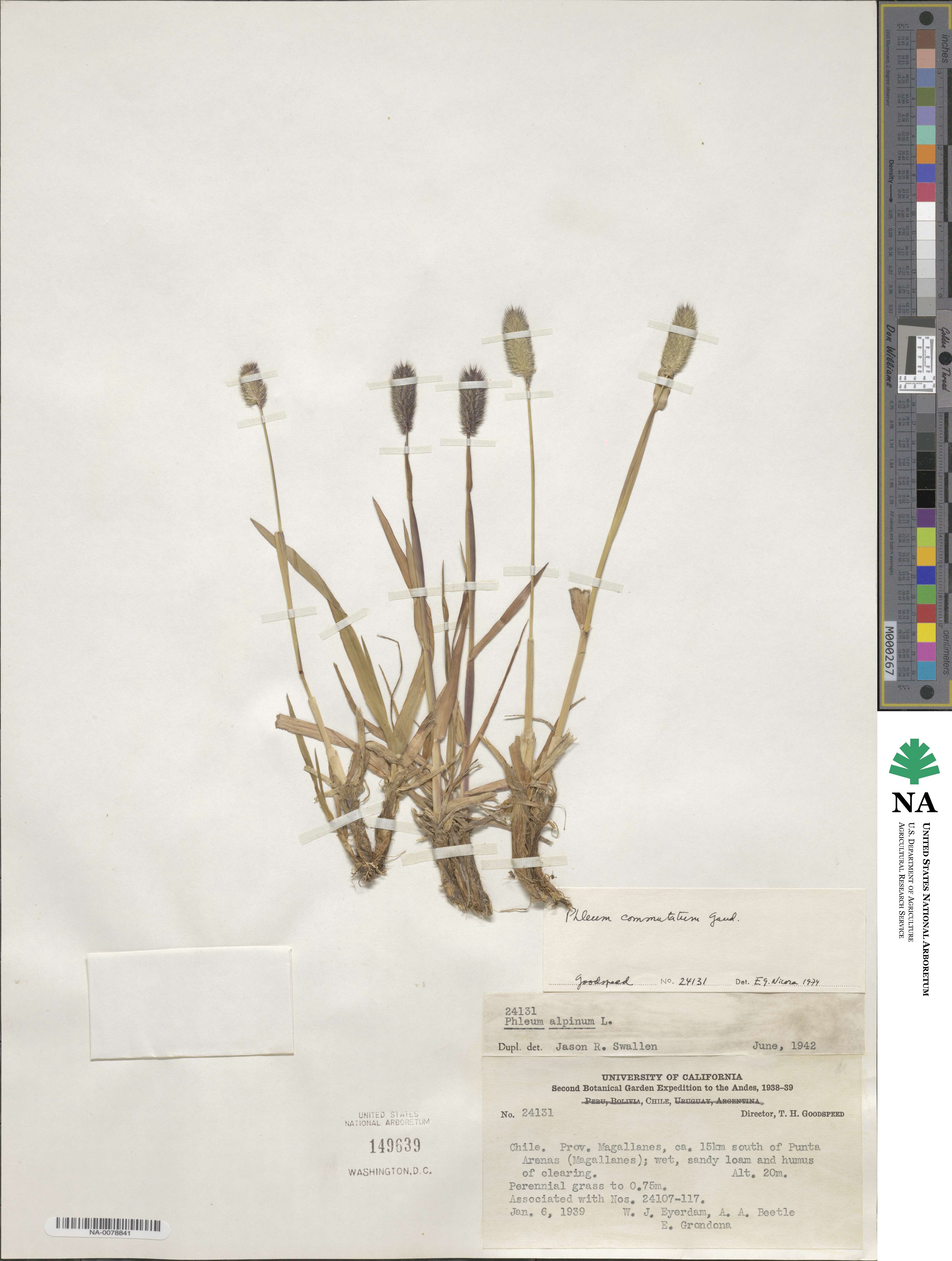 Phleum alpinum image