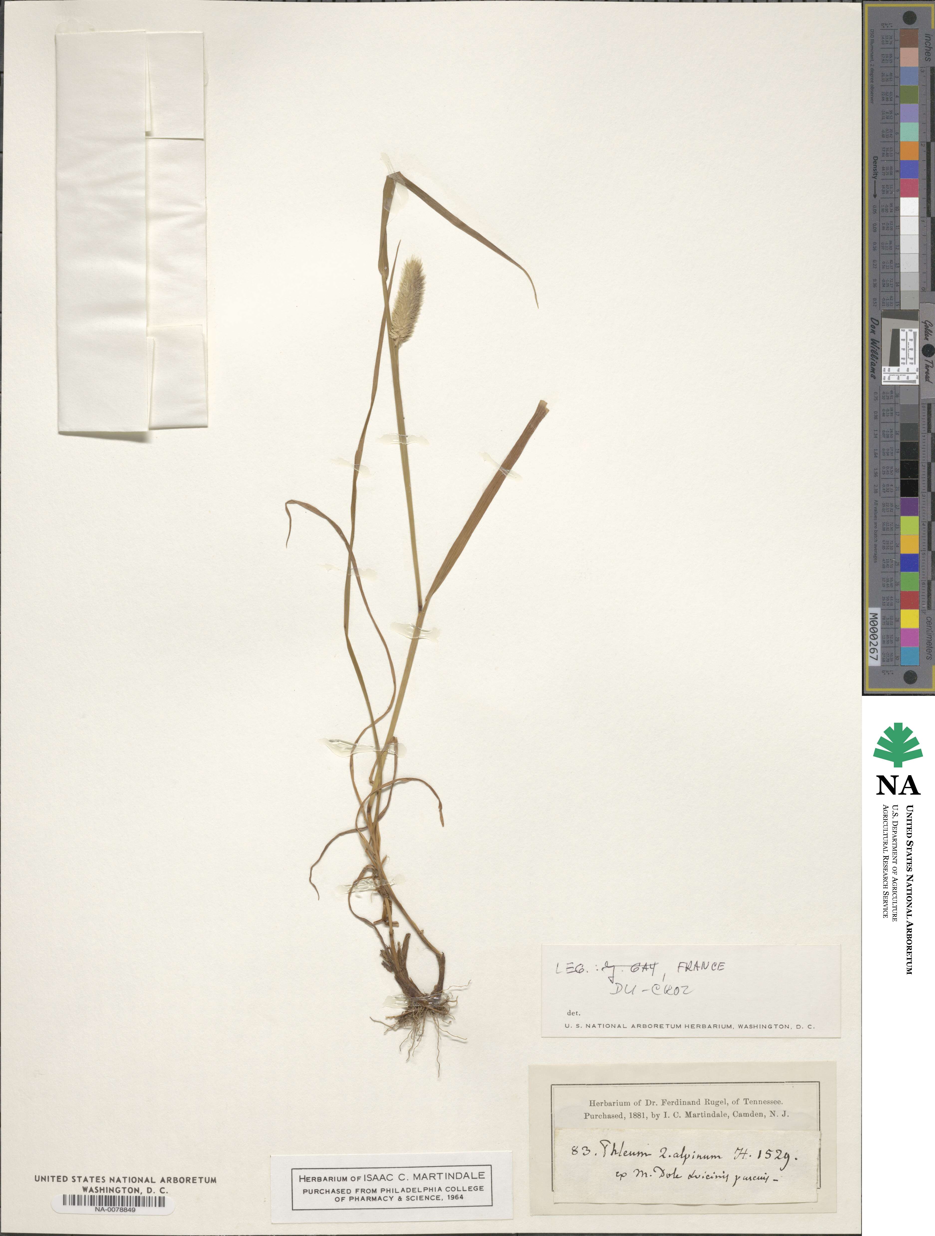 Phleum alpinum image