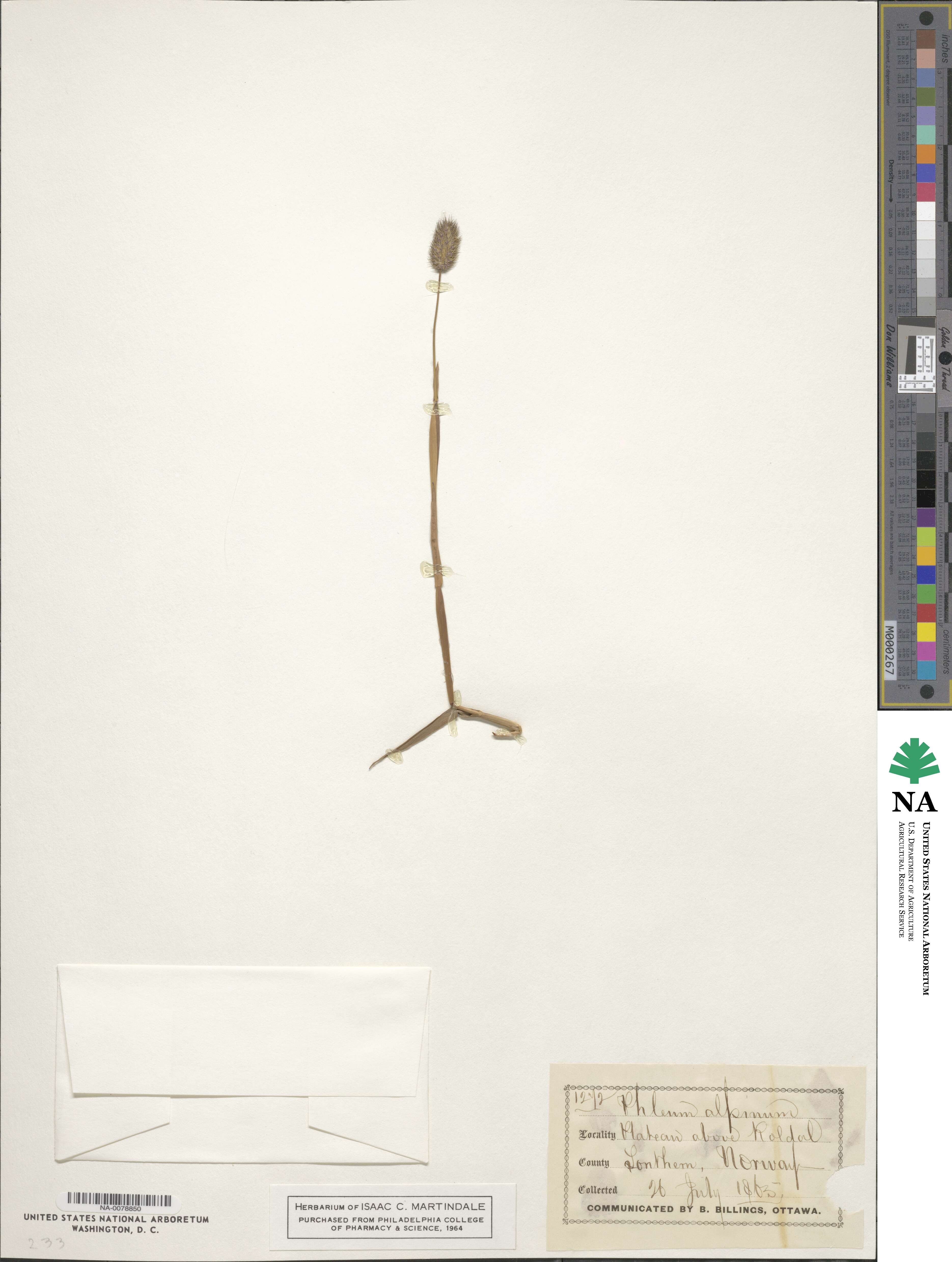 Phleum alpinum image