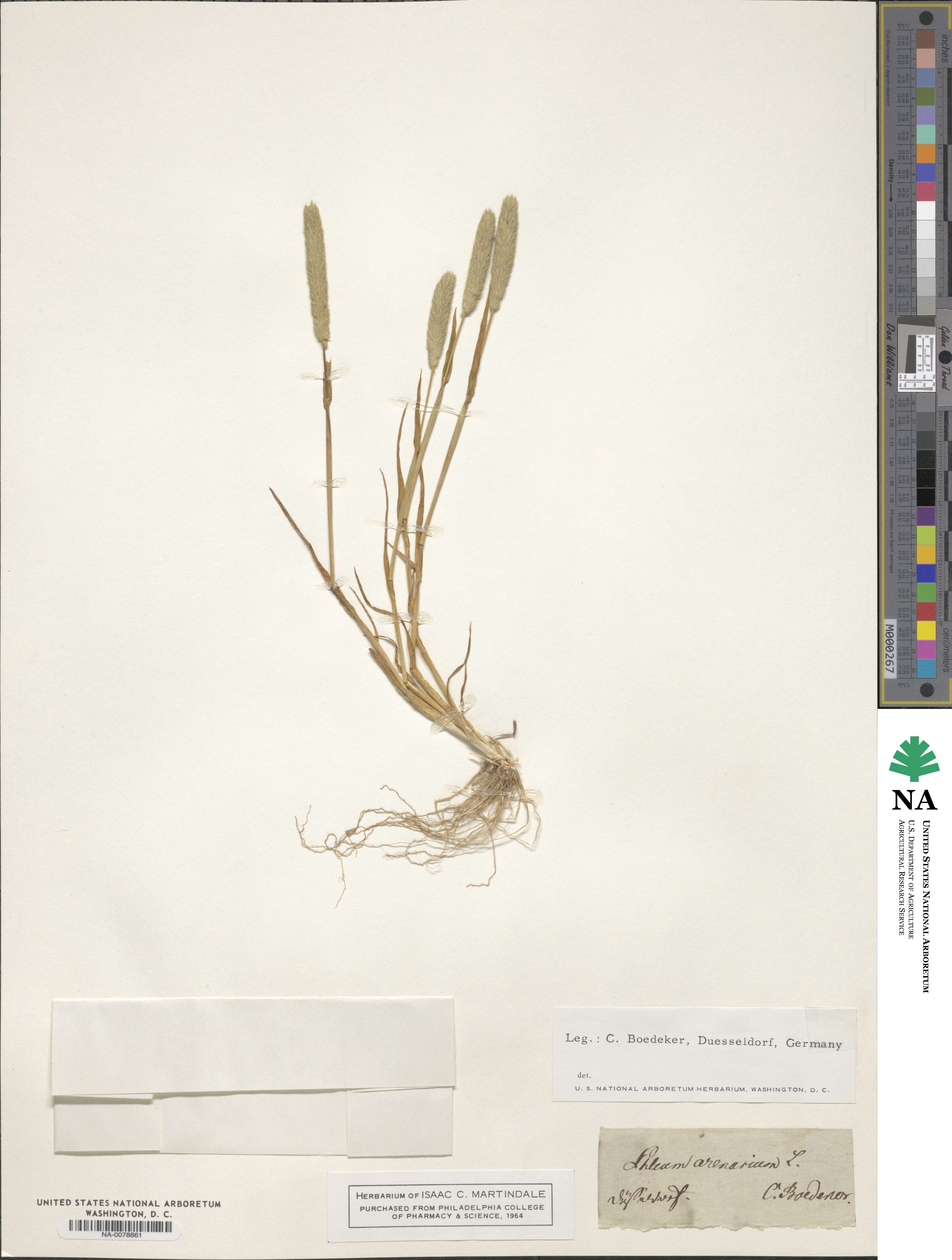 Phleum arenarium image