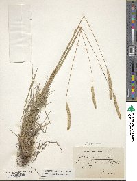 Phleum phleoides image