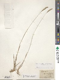 Phleum phleoides image