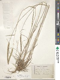 Phleum phleoides image