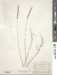 Phleum phleoides image