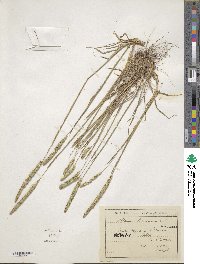 Phleum phleoides image