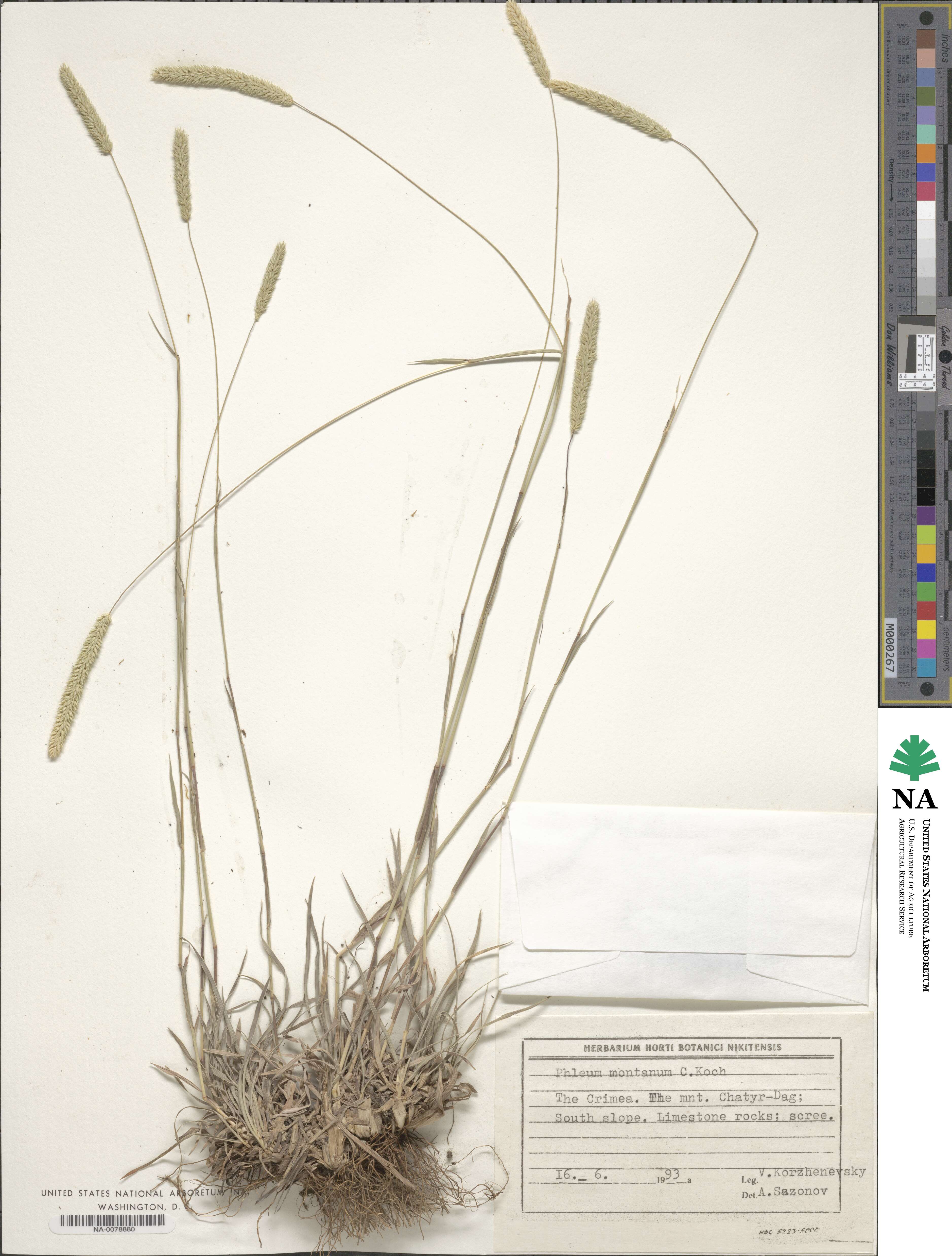 Phleum montanum image