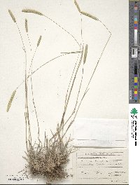 Phleum montanum image