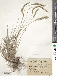 Phleum phleoides image