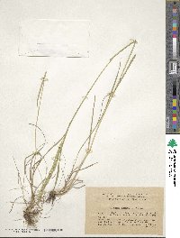 Phleum phleoides image