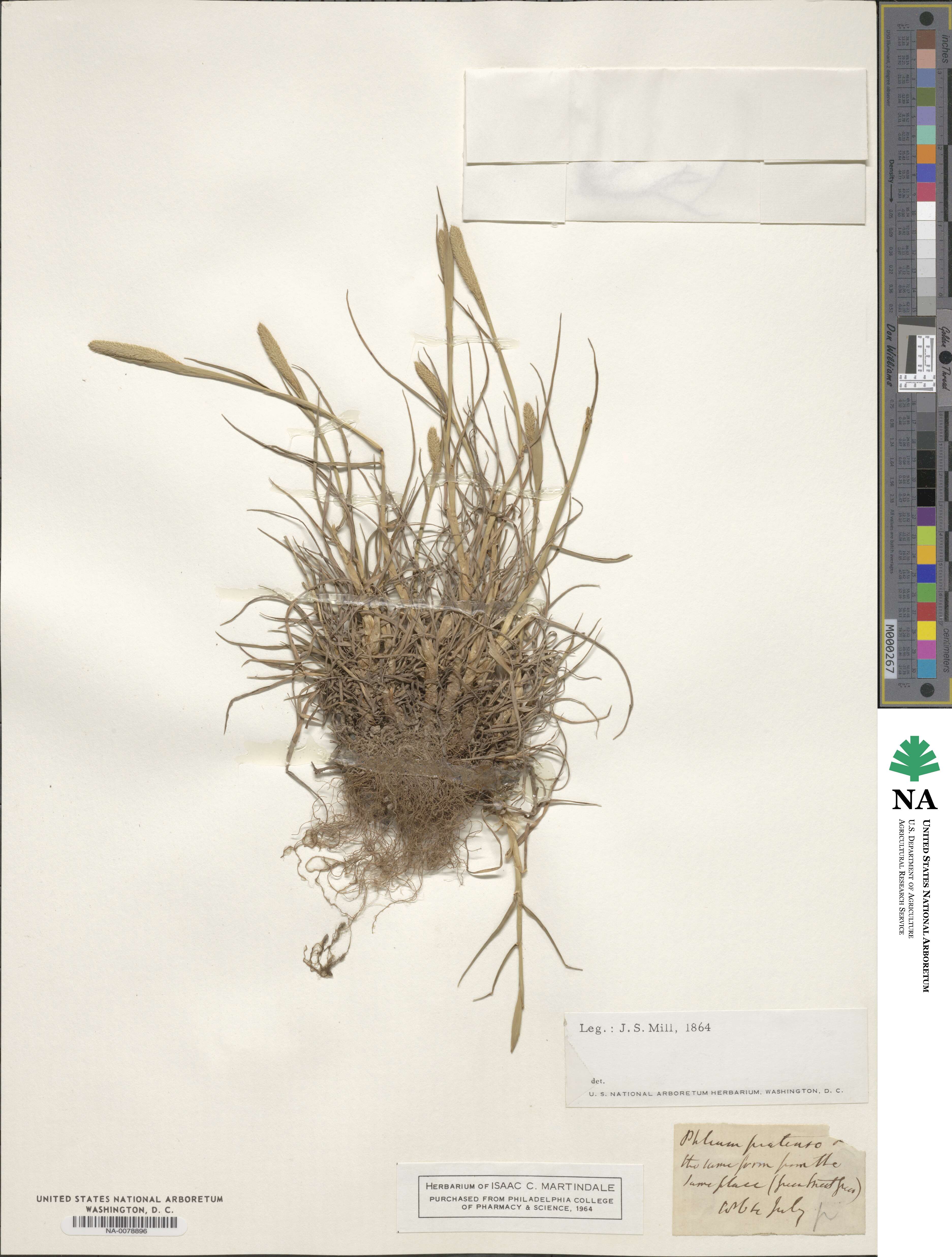 Phleum pratense image