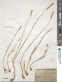 Phleum pratense image