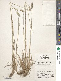 Phleum alpinum image