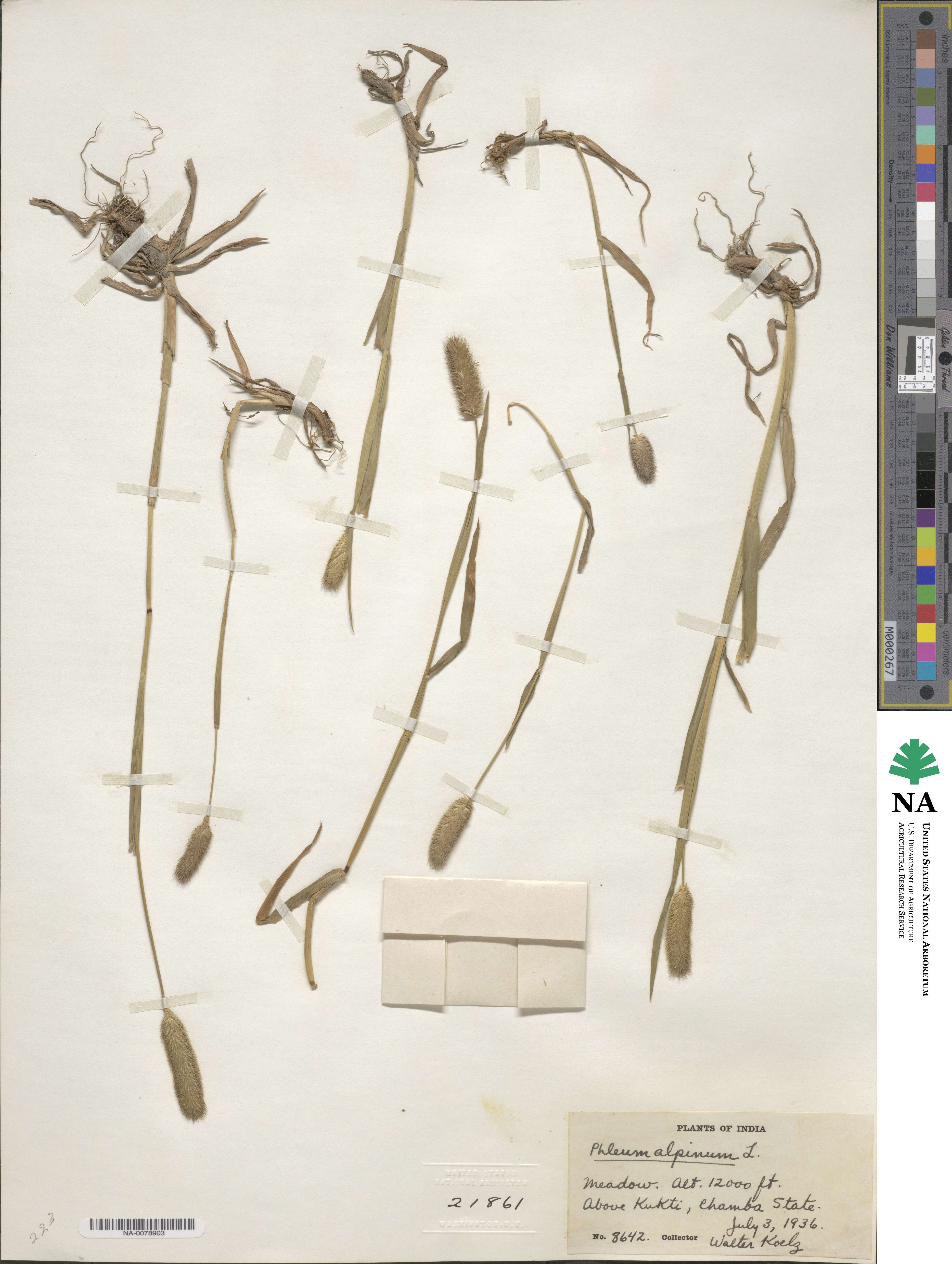 Phleum alpinum image