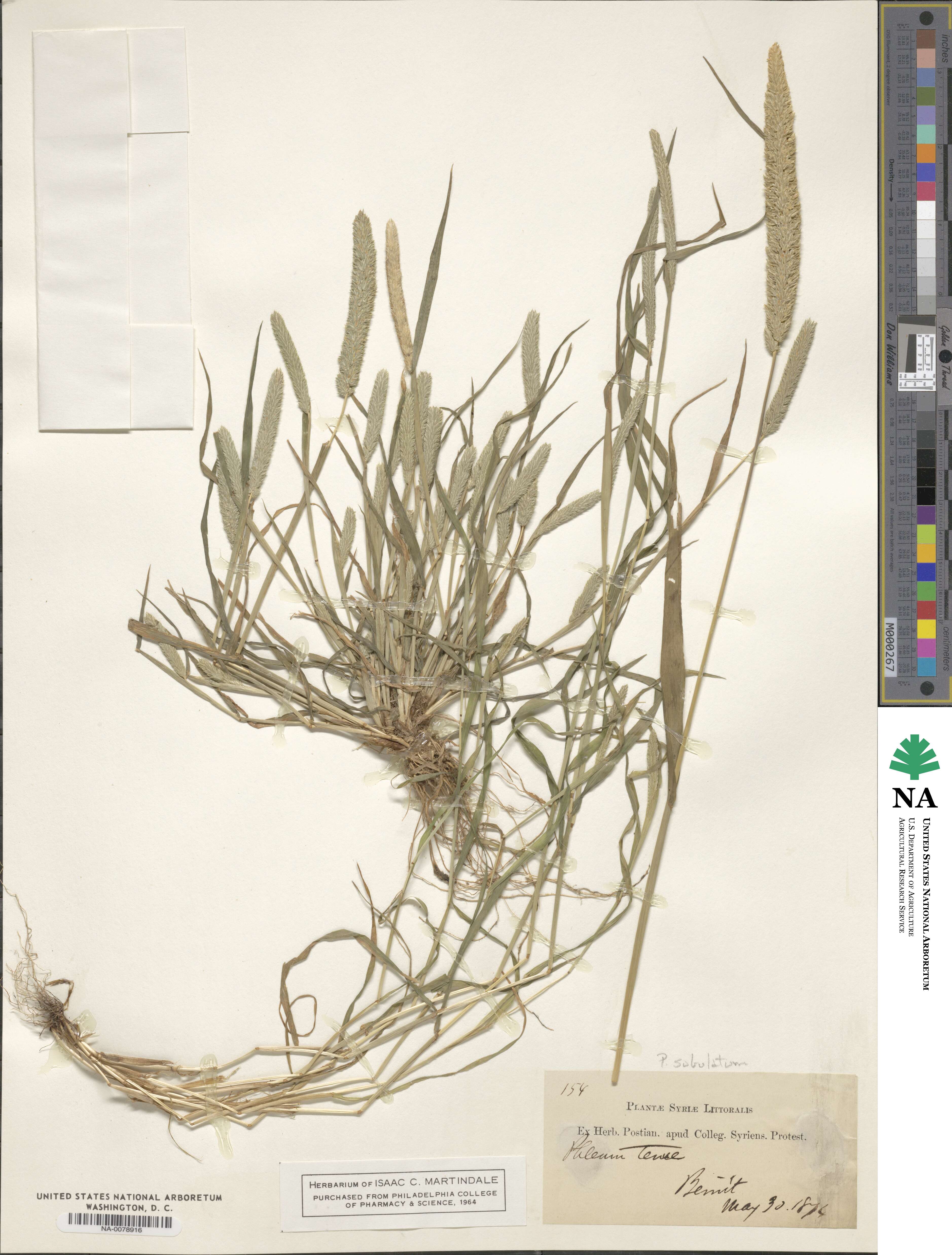 Phleum subulatum image