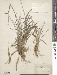 Phleum phleoides image