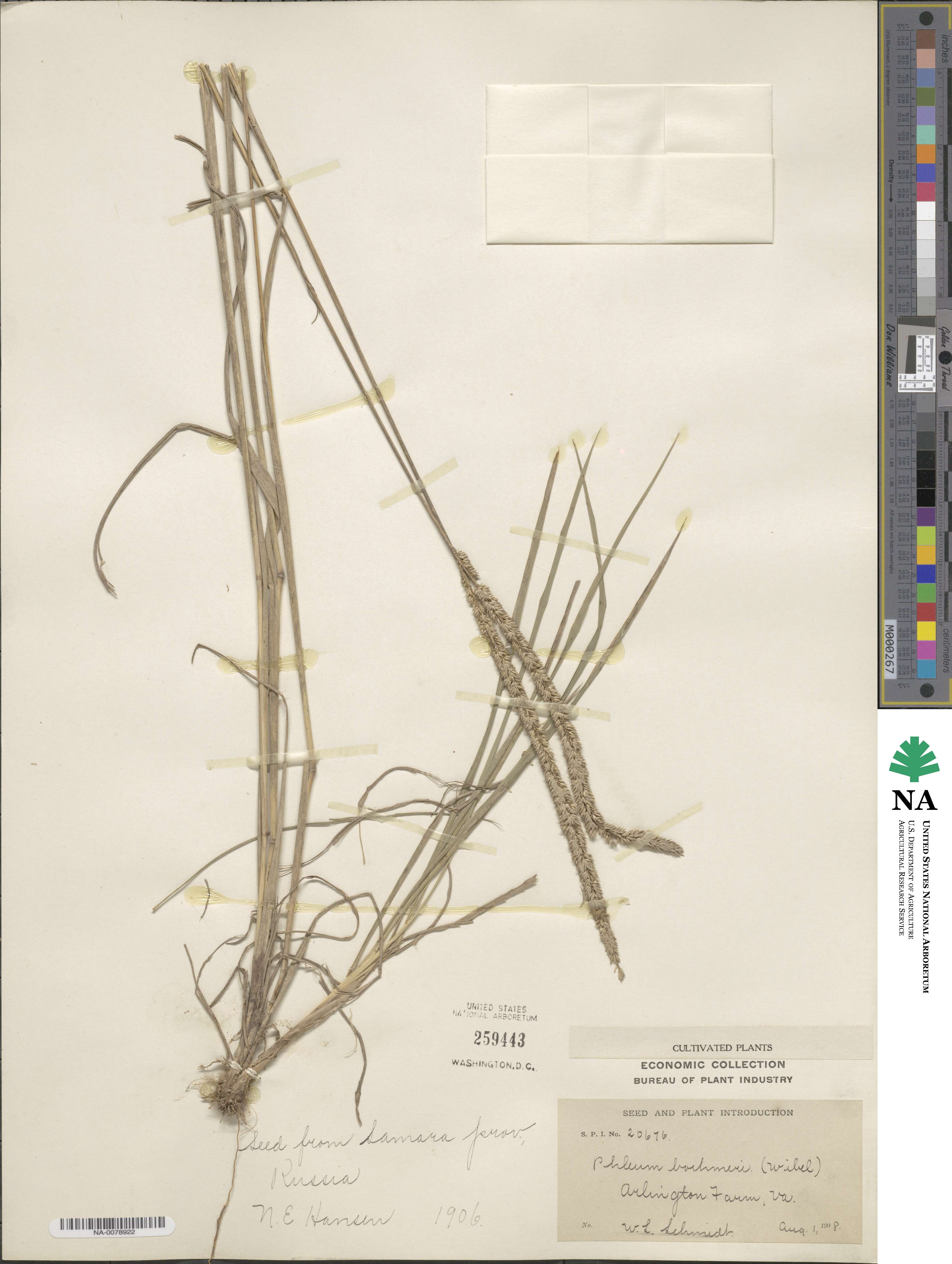 Phleum phleoides image