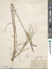 Phleum phleoides image