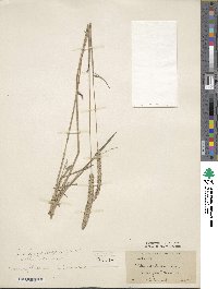 Phleum phleoides image