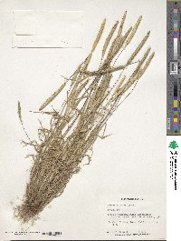 Image of Phleum boissieri