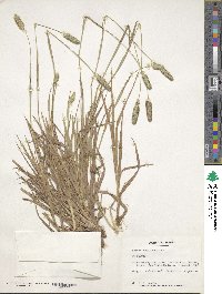 Phleum alpinum image